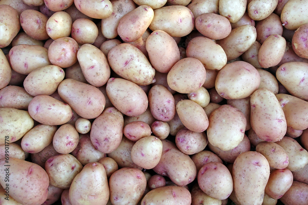 Fresh Farm Potato