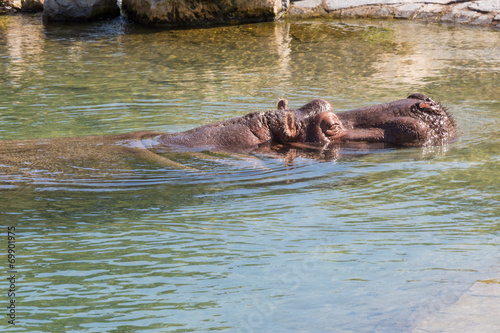 Hippo head shot