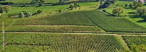 Vignes à Givry en Bourgogne.