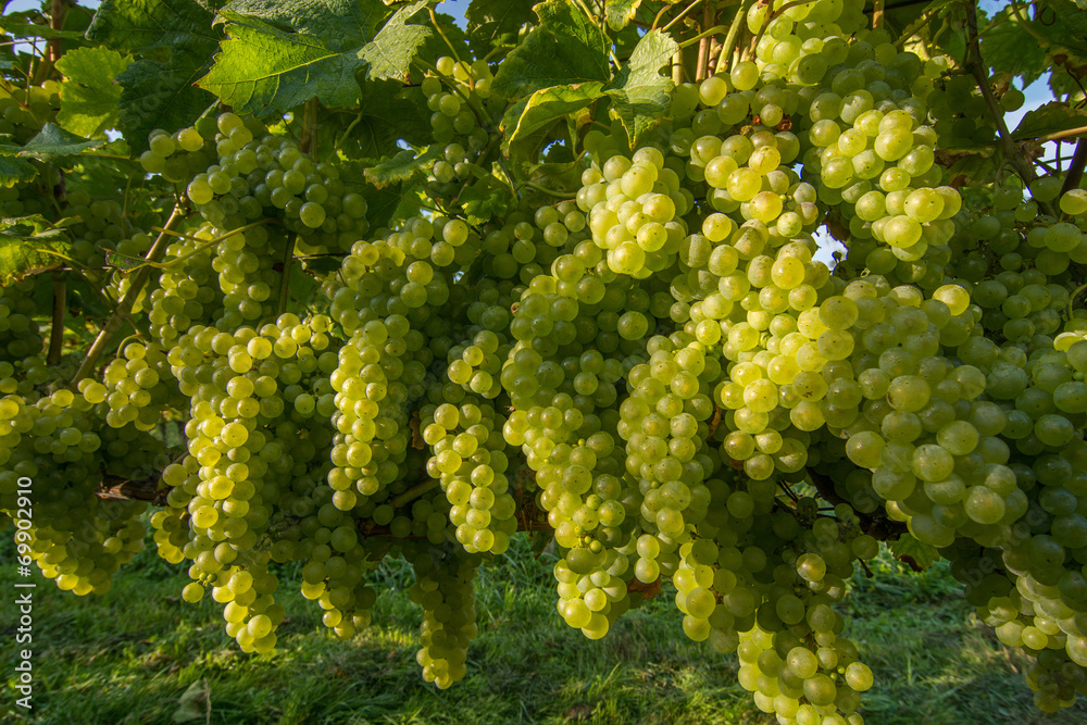 Naklejka premium Weinreben 2015.022