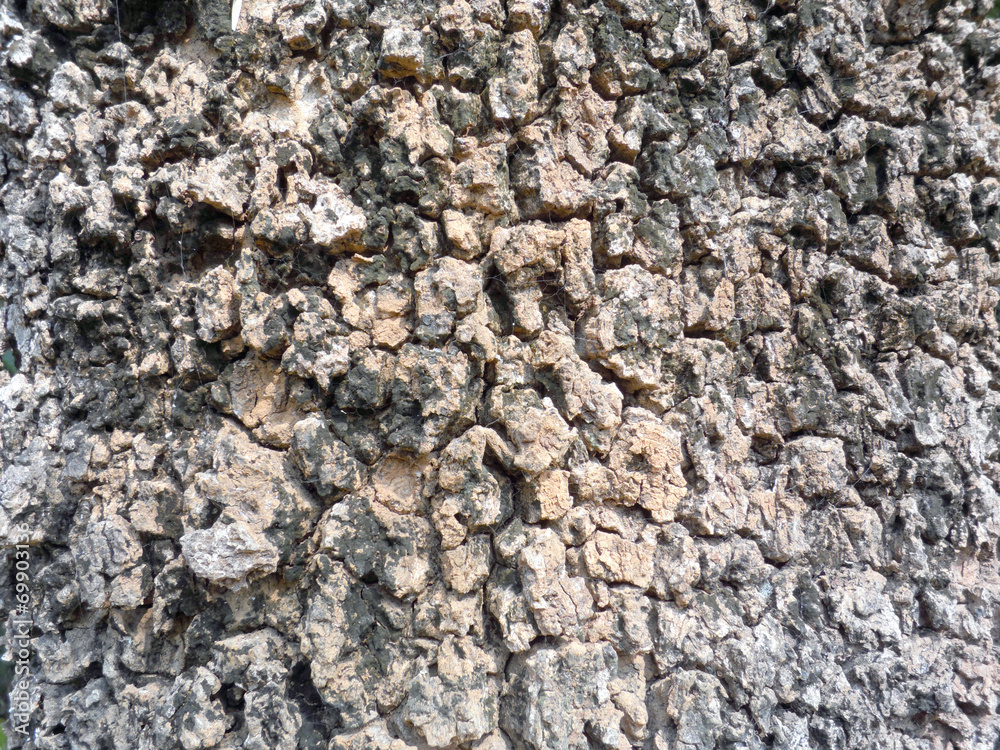 Tree bark texture Tree bark texture