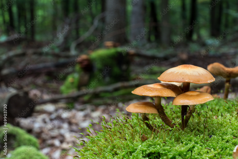 Fototapeta premium wild forrest mushroom
