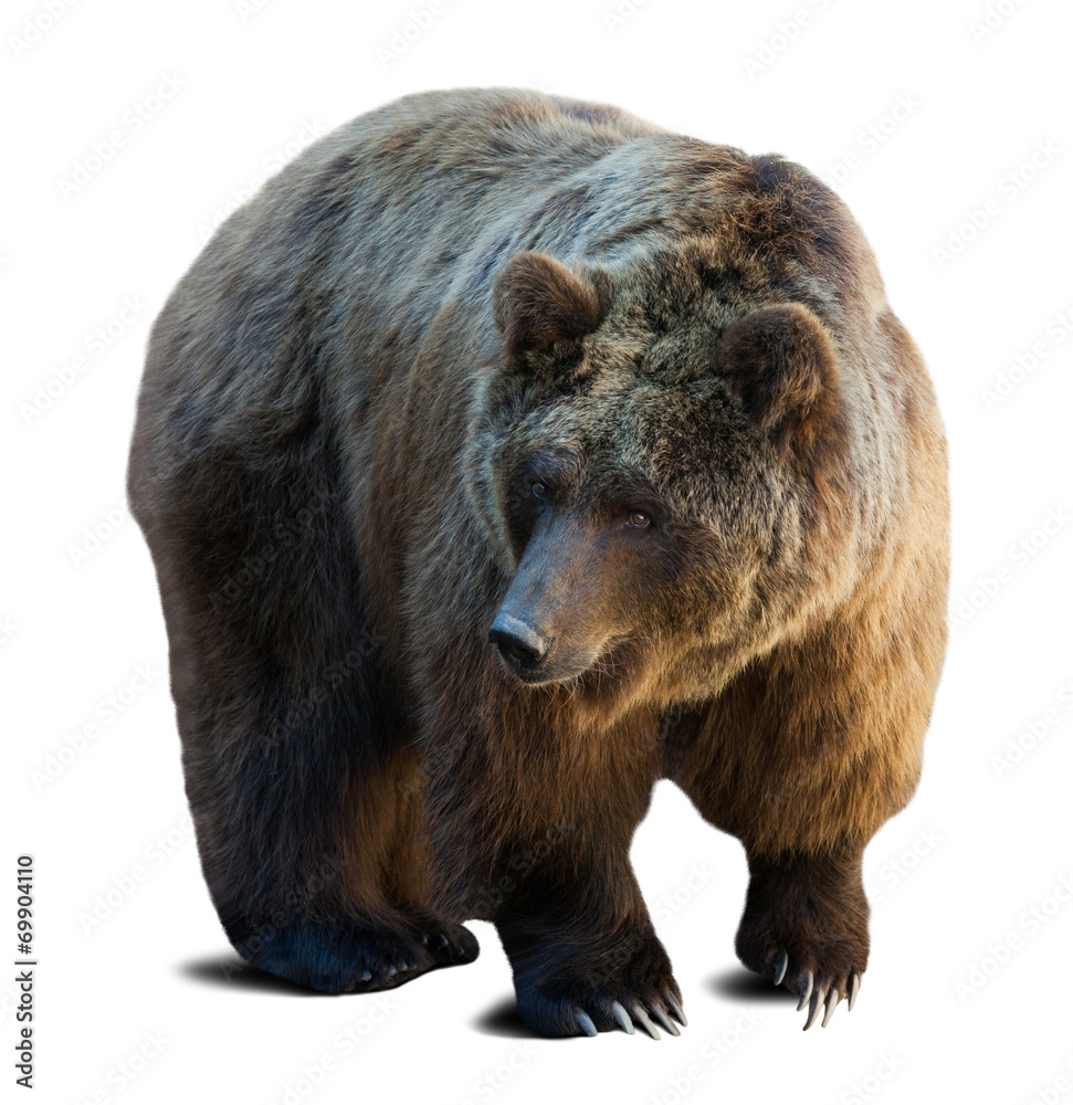 Obraz premium brown bear over white