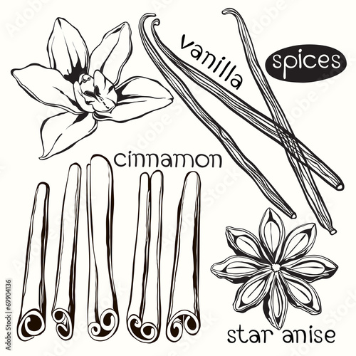 Spices. Cinnamon,vanilla and star anise.Vector set, hand drawn i