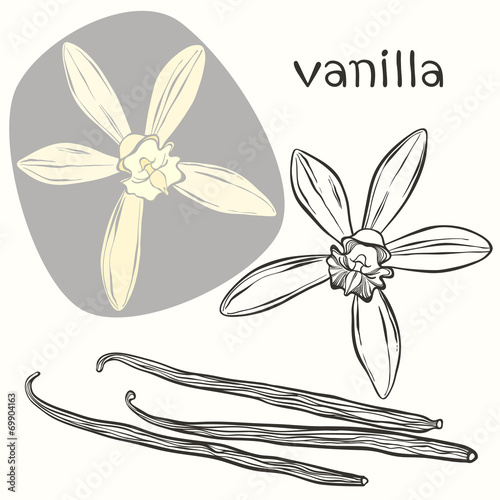 Vanilla pods and flowers. Hand-drawn vector illustration, can be