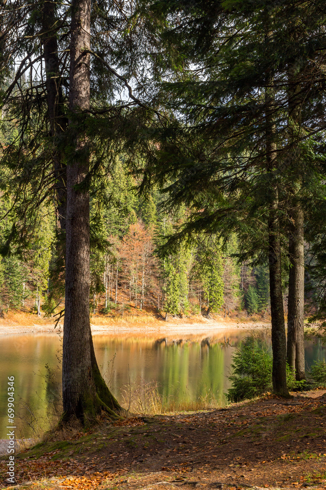 pine forest and lake near the mountain early in the morning pine forest and lake near the mountain early in the morning
