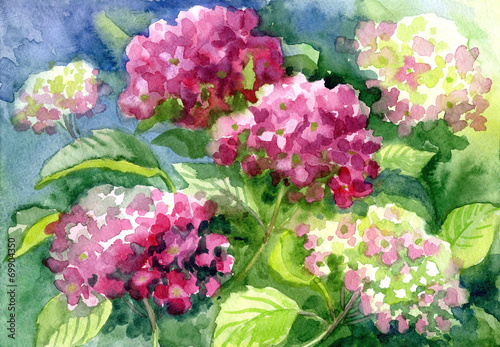 Drawing "Blossoming Hydrangeas". Paper, water color