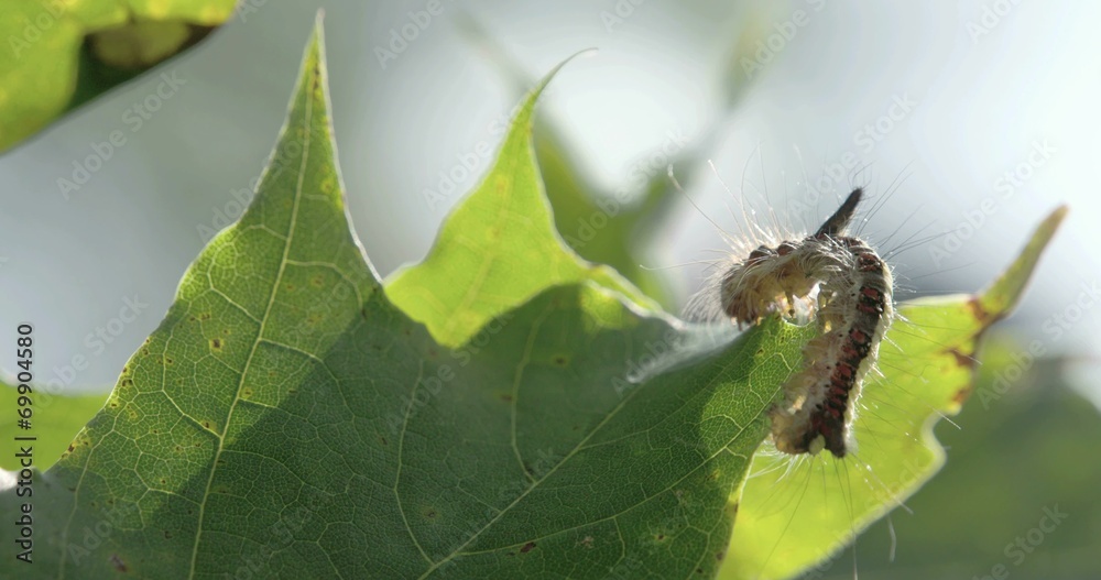 A hairy moth on the maple leaf A hairy moth on the maple leaf