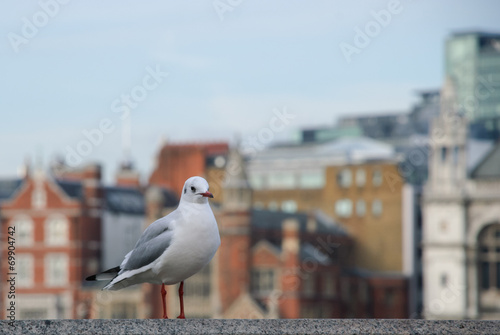 Wallpaper Mural Seagull on a background of European city buildings Torontodigital.ca