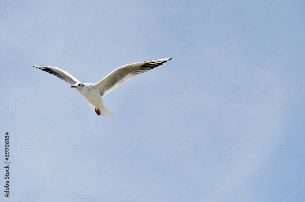 Vögel Vögel
