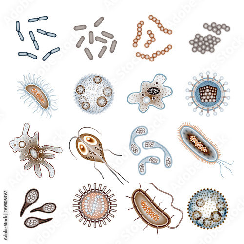 Bacteria and Virus Cells
