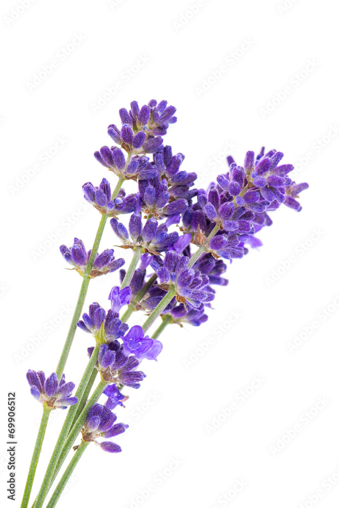 Lavender flowers isolated on white - obrazy, fototapety, plakaty 