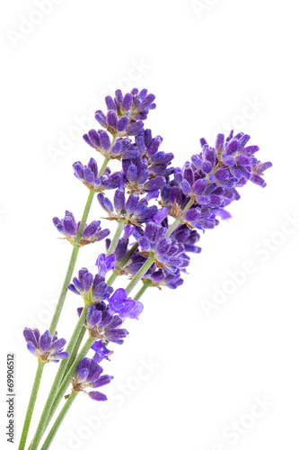 Canvas Print Lavender flowers isolated on white
