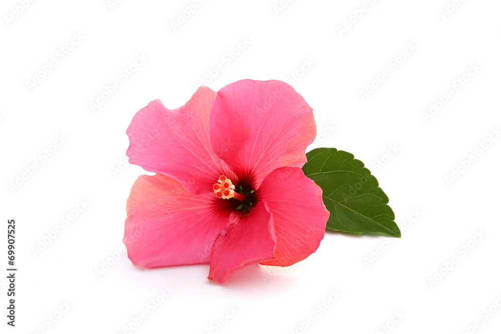 Naklejka premium Hibiscus