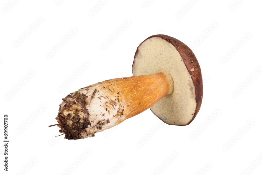 Fresh forest mushrooms (Boletus badius) isolated on white backgr Fresh forest mushrooms (Boletus badius) isolated on white backgr