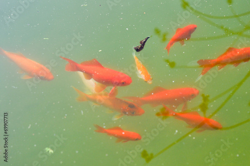 Fische im Teich © medwedja