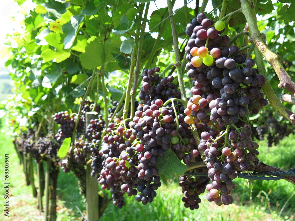 Rape grapes in a vineyard