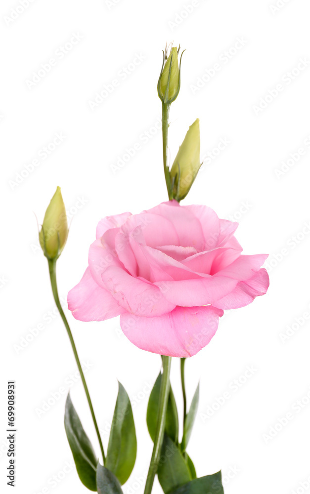 Beautiful eustoma flower, isolated on white Beautiful eustoma flower, isolated on white