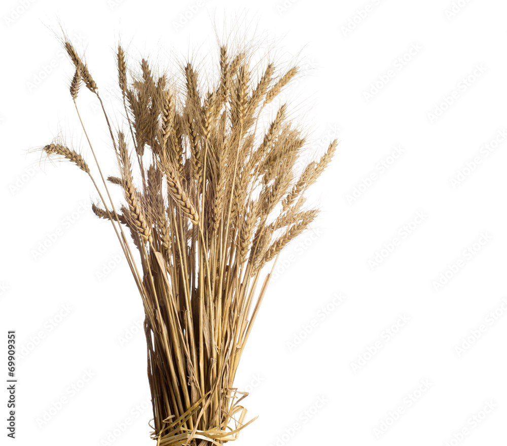 Fototapeta premium wheat on white background.