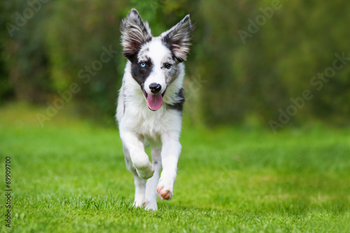 Rennender Border Collie Junghund