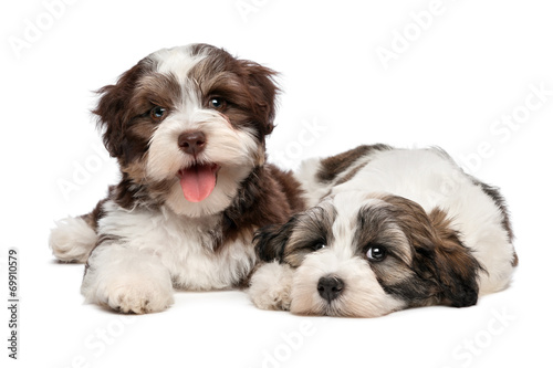 Tablou Canvas Two cute havanese puppies are lying next to each other