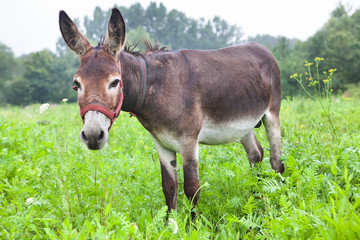 Fotobehang Ezel Ezel rustend op groen gras  © Leilani