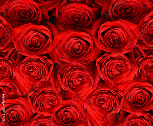 Beautiful red roses close-up