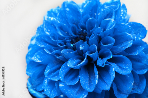 Fototapeta Piękny błękitny kwiatu zakończenie