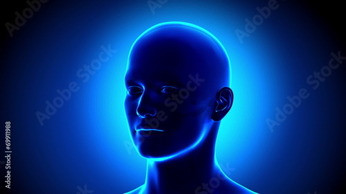 Human Sinuses Anatomy - Flu - Full Nose