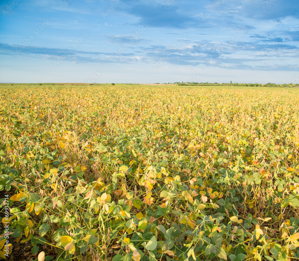 Soybean field ripening at spring season, agricultural landscape