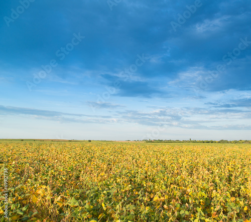 Soybean field ripening at spring season, agricultural landscape