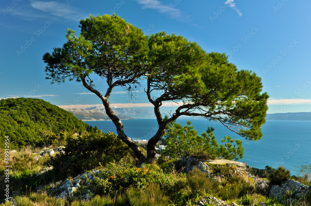 Lonely Tree and Adriatic Sea Lonely Tree and Adriatic Sea