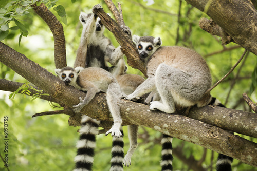 a ring-tailed lemur with babies