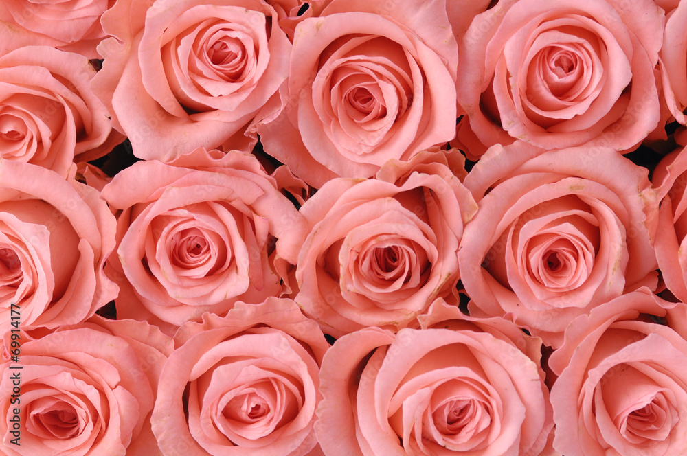 Bright pink roses background