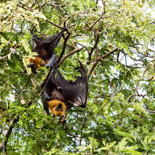 giant fruit bat on tree