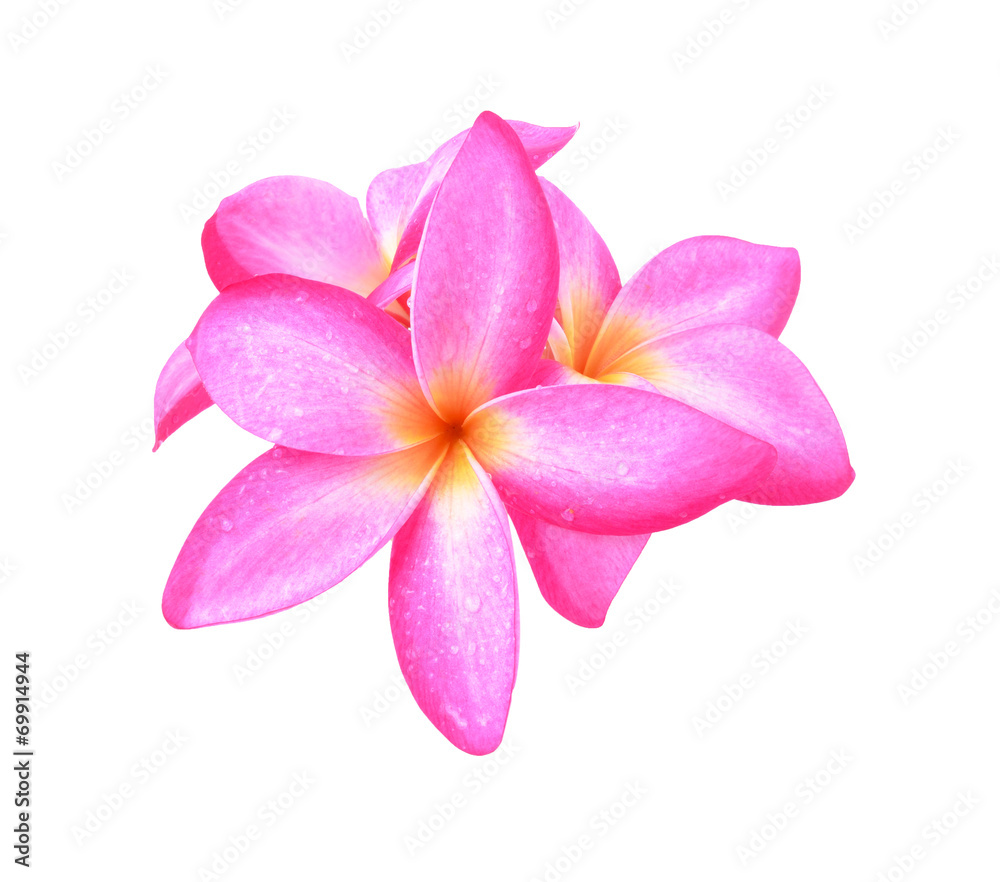 colorful plumeria flower