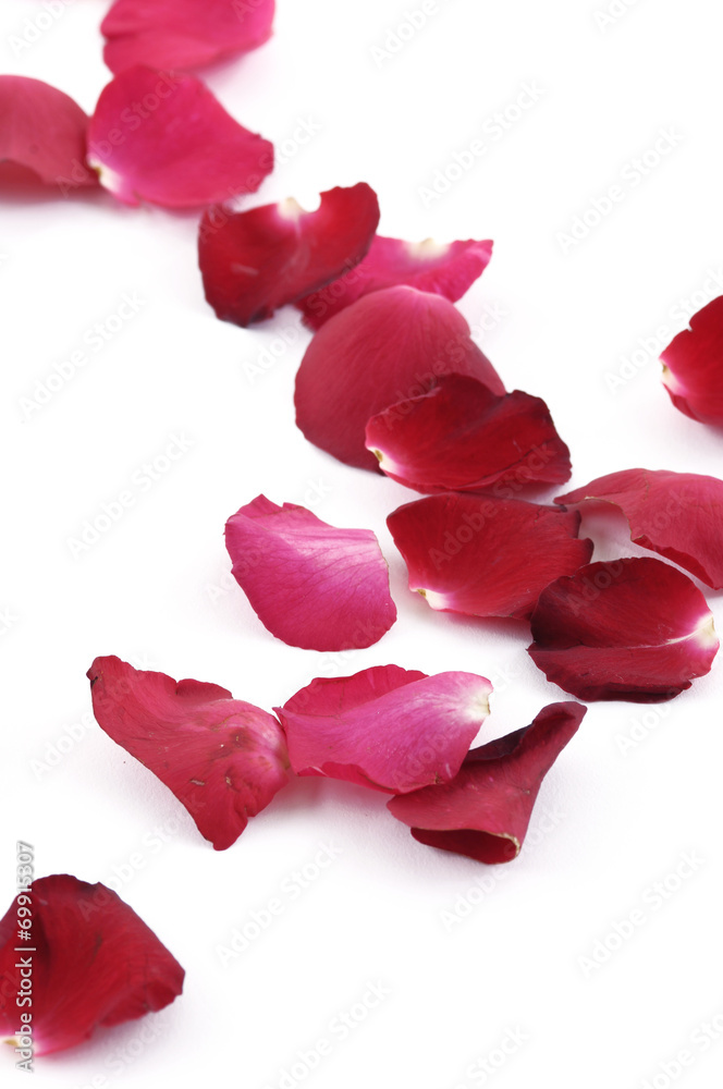Petals of a rose,