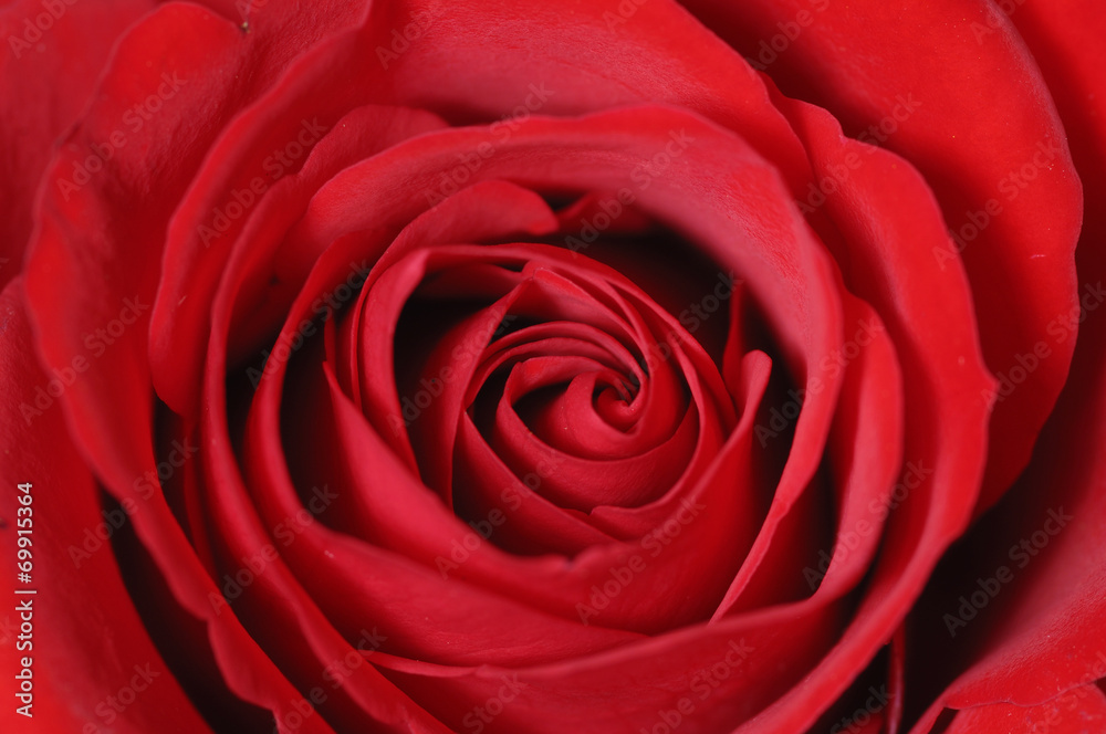 Center of red rose Center of red rose