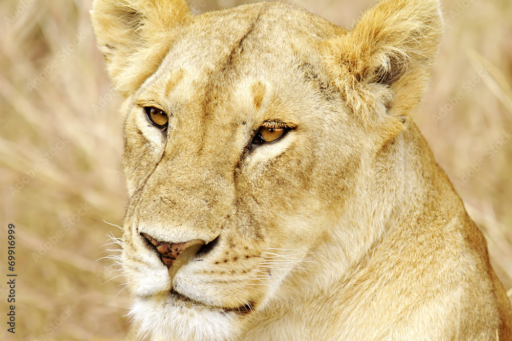 Fototapeta premium Lion on the Masai Mara in Africa