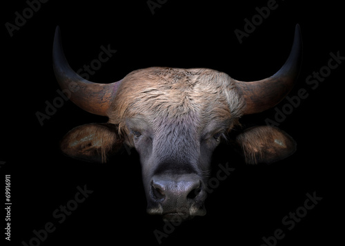 gaur head in the dark #69916911