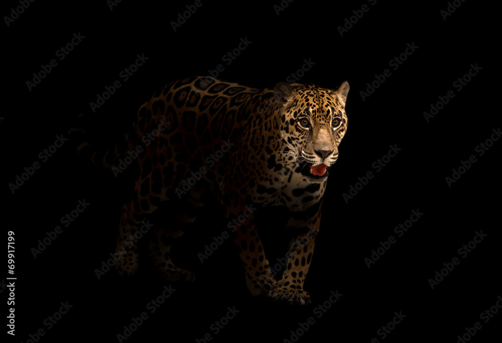 jaguar ( panthera onca ) in the dark jaguar ( panthera onca ) in the dark