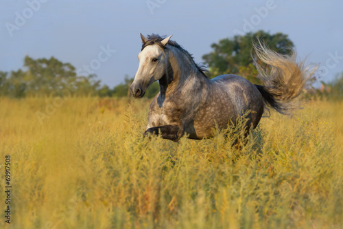 Beautiful grey lusitano horse run at the morning #69917508