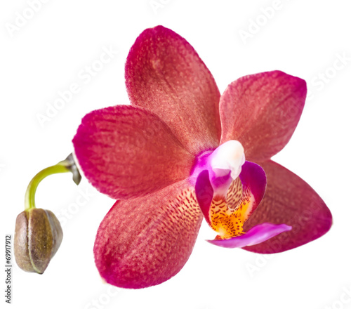 beautiful dark red with bud orchid, phalaenopsis is isolated on
