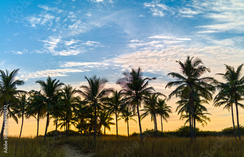 Beach with palm trees