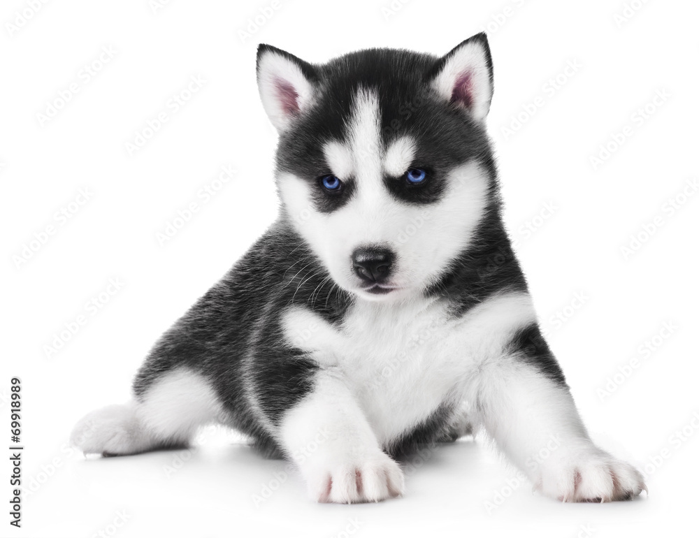 Cute little husky puppy Cute little husky puppy