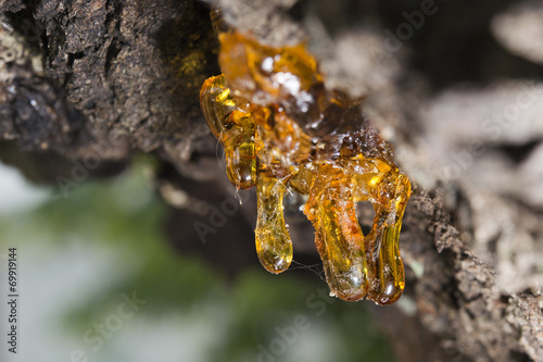 tree natural amber resin