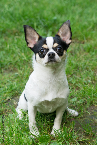 Chihuahua sits on the grass