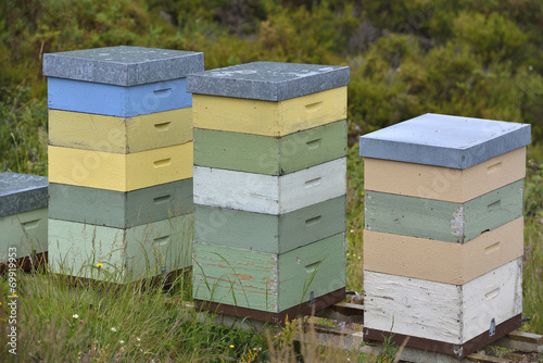 beehives in nature