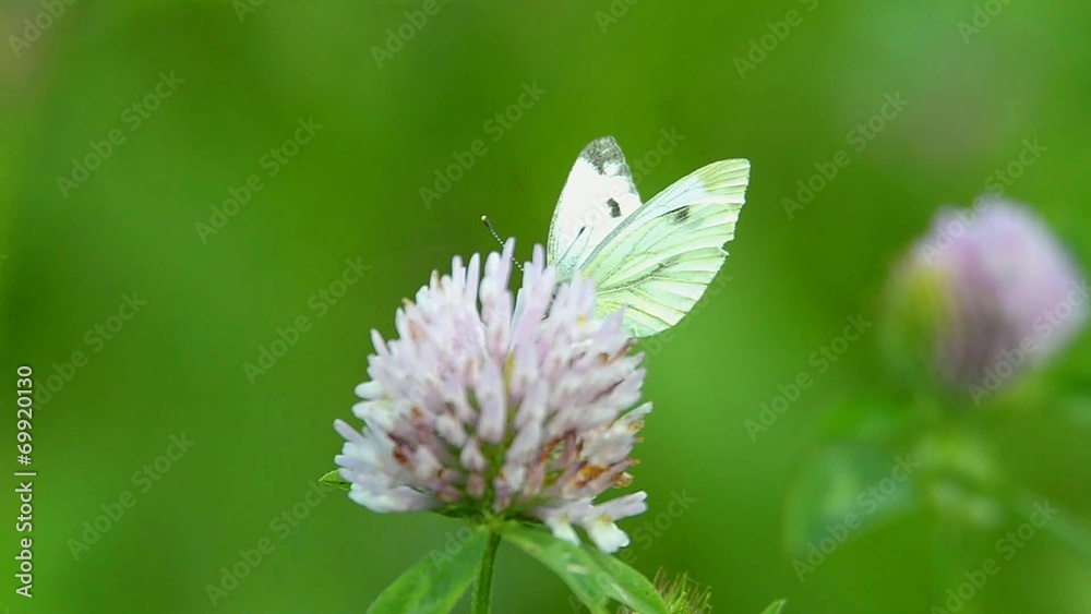Large white feeding on flowers of red clover Large white feeding on flowers of red clover