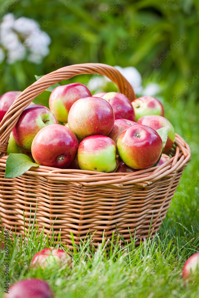 Apples in the basket Apples in the basket